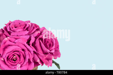 Bouquet di rose rosa isolato su sfondo blu. Foto Stock