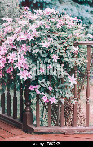 Bella la boccola della luce rosa clematis blossom sulla veranda in legno vicino casa durante la primavera estate giorno. Gara in fiore fiori pallido di ranuncolo famiglia Ra Foto Stock