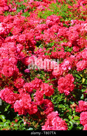 Incredibile bush di wild rose rosa con foglie verdi presi in primavera. Rose, uno dei più popolari fiori, è un woody perenne fioritura delle piante del genere Rosa, nella famiglia delle Rosacee. Foto Stock