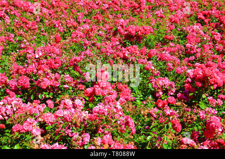 Splendido cespuglio di wild rose fucsia prese su una soleggiata giornata di primavera. Queste rose hanno scuro colorato di rosa fiori e foglie verdi. Le rose sono uno dei più popolari fiori. Foto Stock