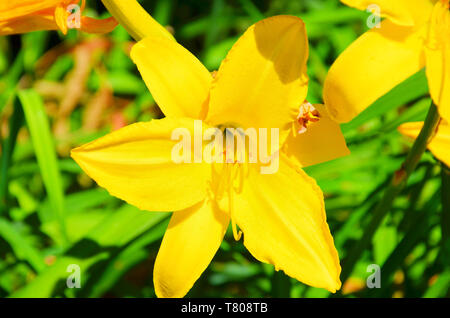 Incredibile vicino la foto di un giglio giallo fiore prese su una soleggiata giornata di primavera. Un famoso fiore con numerose forme, spesso ibridi, di solito cresciuto per il giardino. Questo ha foglie di giallo e la testa. Foto Stock