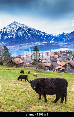 Mucche al pascolo Sigriswil, cantone di Berna, Svizzera, Europa Foto Stock