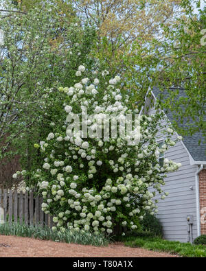 Snowball giapponese bush, Viburnum plicatum, in fiore in un quartiere urbano. Knoxville, Tennessee, Stati Uniti d'America. Foto Stock