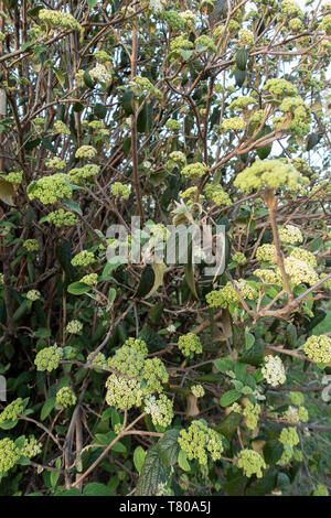 Snowball giapponese bush, Viburnum plicatum, inizio di Bloom. Tennessee, USA. Foto Stock