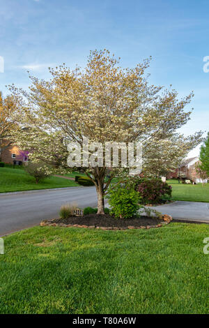 Fioritura bianco sanguinello tree, Cornus florida, che fiorisce in un ambiente urbano USA quartiere. Foto Stock