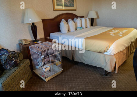 Days Inn pet friendly hotel camera con un pappagallo grigio africano in una gabbia. Arkansas, Stati Uniti d'America. Foto Stock