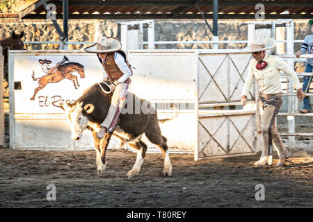 Juan Franco, Jr. corse sterzare come suo padre Juan Franco, Suor guarda su durante una famiglia charreria (equitazione) sessione di pratica in Jalisco Highlands città di Capilla de Guadalupe, in Messico. La famiglia Franco ha dominato il rodeo messicano per 40 anni e ha vinto tre campionati nazionali, cinque secondi posti e 5 terzi posti. Foto Stock