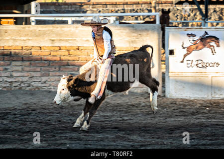 Juan Franco, Jr. corse sterzare durante una famiglia charreria (equitazione) sessione di pratica in Jalisco Highlands città di Capilla de Guadalupe, in Messico. La famiglia Franco ha dominato il rodeo messicano per 40 anni e ha vinto tre campionati nazionali, cinque secondi posti e 5 terzi posti. Foto Stock