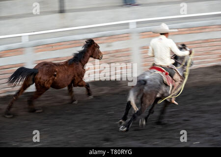 I membri della leggendaria famiglia Franco di Charro champions chase a selvatica mare intorno all'arena durante una sessione di prove libere in Jalisco Highlands città di Capilla de Guadalupe, in Messico. Il caso di funi è chiamato Manganas un Caballo o Roping a cavallo e coinvolge un charro a cavallo di roping una selvaggia mare dalle sue gambe anteriori a farla cadere e rotolare una volta. Foto Stock