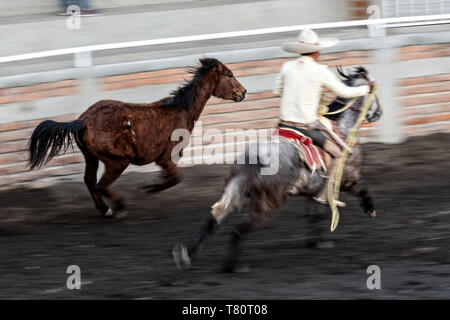 I membri della leggendaria famiglia Franco di Charro champions chase a selvatica mare intorno all'arena durante una sessione di prove libere in Jalisco Highlands città di Capilla de Guadalupe, in Messico. Il caso di funi è chiamato Manganas un Caballo o Roping a cavallo e coinvolge un charro a cavallo di roping una selvaggia mare dalle sue gambe anteriori a farla cadere e rotolare una volta. Foto Stock