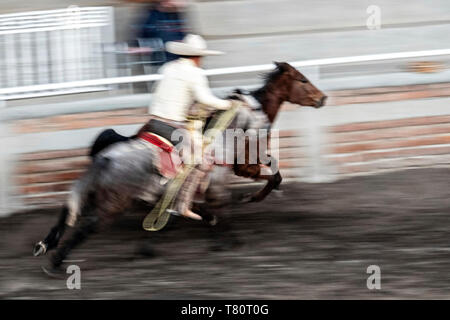 I membri della leggendaria famiglia Franco di Charro champions chase a selvatica mare intorno all'arena durante una sessione di prove libere in Jalisco Highlands città di Capilla de Guadalupe, in Messico. Il caso di funi è chiamato Manganas un Caballo o Roping a cavallo e coinvolge un charro a cavallo di roping una selvaggia mare dalle sue gambe anteriori a farla cadere e rotolare una volta. Foto Stock