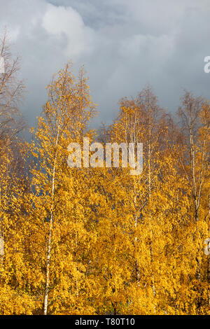 Betulla top contro il cielo nuvoloso Foto Stock