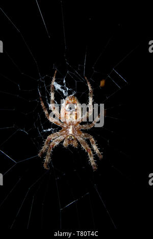 Leavenworth, Kansas. Fienile spider. "Araneus cavaticus' Spider in web di notte. Foto Stock