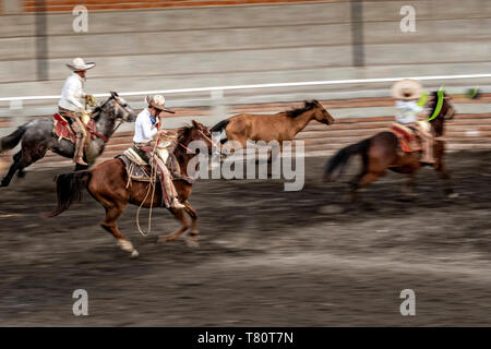 I membri della leggendaria famiglia Franco di Charro champions chase a selvatica mare intorno all'arena durante una sessione di prove libere in Jalisco Highlands città di Capilla de Guadalupe, in Messico. Il caso di funi è chiamato Manganas un Caballo o Roping a cavallo e coinvolge un charro a cavallo di roping una selvaggia mare dalle sue gambe anteriori a farla cadere e rotolare una volta. Foto Stock