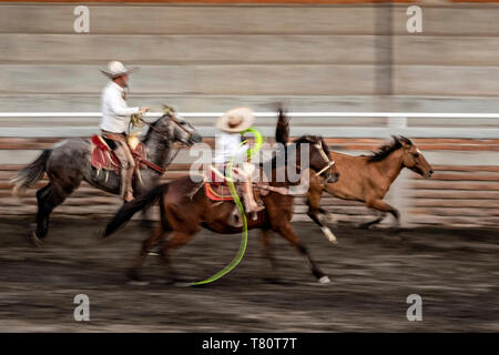 I membri della leggendaria famiglia Franco di Charro champions chase a selvatica mare intorno all'arena durante una sessione di prove libere in Jalisco Highlands città di Capilla de Guadalupe, in Messico. Il caso di funi è chiamato Manganas un Caballo o Roping a cavallo e coinvolge un charro a cavallo di roping una selvaggia mare dalle sue gambe anteriori a farla cadere e rotolare una volta. Foto Stock