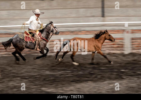 I membri della leggendaria famiglia Franco di Charro champions chase a selvatica mare intorno all'arena durante una sessione di prove libere in Jalisco Highlands città di Capilla de Guadalupe, in Messico. Il caso di funi è chiamato Manganas un Caballo o Roping a cavallo e coinvolge un charro a cavallo di roping una selvaggia mare dalle sue gambe anteriori a farla cadere e rotolare una volta. Foto Stock