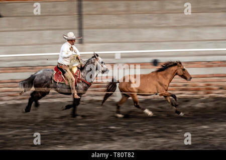 I membri della leggendaria famiglia Franco di Charro champions chase a selvatica mare intorno all'arena durante una sessione di prove libere in Jalisco Highlands città di Capilla de Guadalupe, in Messico. Il caso di funi è chiamato Manganas un Caballo o Roping a cavallo e coinvolge un charro a cavallo di roping una selvaggia mare dalle sue gambe anteriori a farla cadere e rotolare una volta. Foto Stock