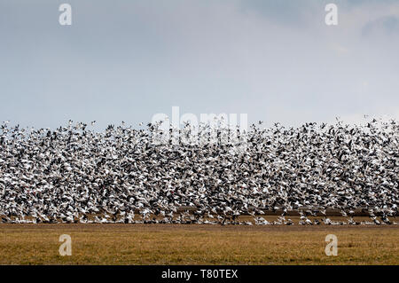 Iatan, Missouri. Le oche delle nevi migrazione. "Chen caerulescens' di migliaia di oche delle nevi tutte tenendo spento nello stesso tempo. Foto Stock