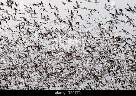 Iatan, Missouri. Le oche delle nevi migrazione. "Chen caerulescens' le oche delle nevi riempiono il cielo sul loro decollo. Foto Stock