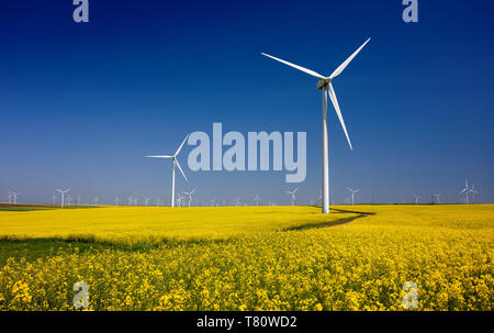 Le turbine eoliche su campi con mulini a vento nella regione rumena Dobrogea. Campo di colza in fiore. Fonti di energia rinnovabili. Proteggere l'ambiente. Foto Stock