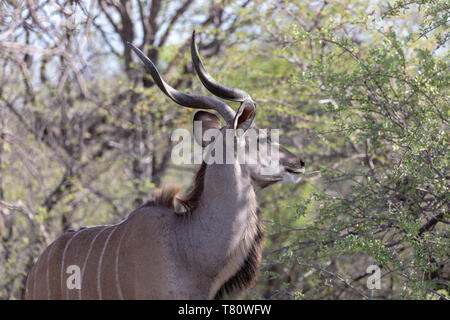 Kudu maggiore (Tragelaphus strepsiceros) maschio, Namibia. Foto Stock