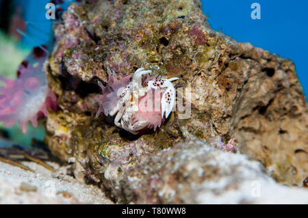 Minnesota. Acquario granchio. Porcellana Granchio Anemone, Neopetrolisthes ohshimai con anemoni di mare. Foto Stock