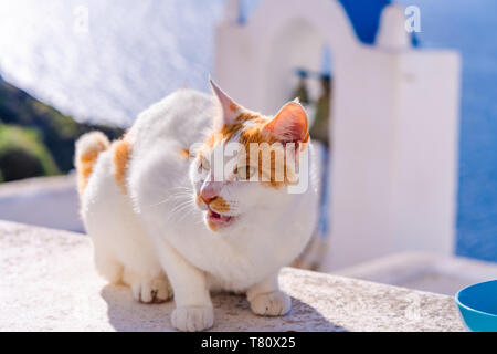 Un gatto bianco seduto sul muro bianco in Oia - primo piano con il fuoco selettivo. I gatti randagi a Santorini, Grecia Foto Stock