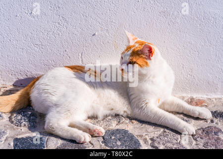 Un gatto bianco rilassante contro il muro bianco in Oia - primo piano con il fuoco selettivo. I gatti randagi a Santorini, Grecia Foto Stock