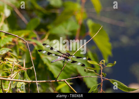 Vadnais Heights, Minnesota. Lago Vadnais parco regionale. Dodici maschio-spotted schiumarola Libellula pulchella. Foto Stock