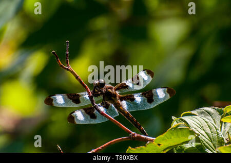 Vadnais Heights, Minnesota.  Vadnais lake regional park.  Twelve-spotted Skimmer, Libellula pulchella Foto Stock