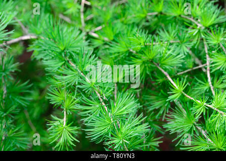 Larice larix freschi Fogliame verde macro messa a fuoco selettiva Foto Stock