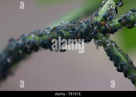 Afidi sap-aspirare insetti sul ramoscello macro Foto Stock