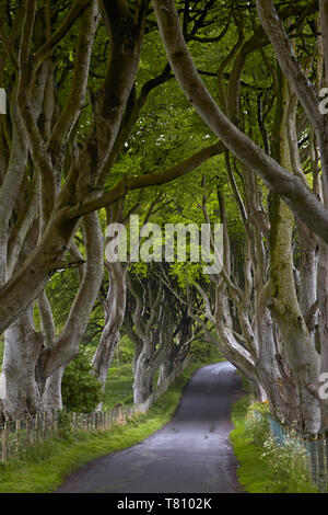 Il Dark siepi, Armoy, County Antrim, Irlanda del Nord, Regno Unito, Europa Foto Stock