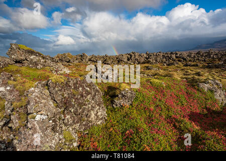 Rainbow su islandese di autunno flora e moss coperto campo di lava, Thingvellir National Park, UNESCO, South Western Islanda, Islanda, regioni polari Foto Stock