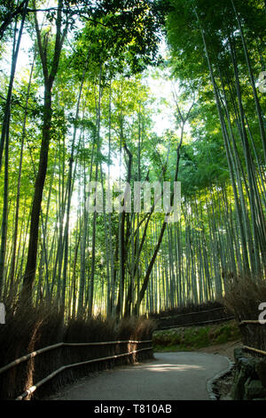 Un percorso attraverso la Arashimaya boschetto di bambù in Sagano, Kyoto, Giappone, Asia Foto Stock