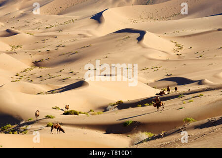 Bactrian cammelli, Badain Jaran Deserto Deserto dei Gobi, Mongolia Interna, Cina e Asia Foto Stock