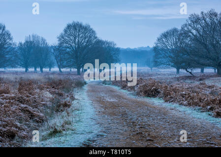 Richmond Park su un gelido mattino, Richmond, London, England, Regno Unito, Europa Foto Stock