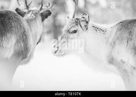 La renna a Torassieppi fattoria di renne, Lapponia, Finlandia, Europa Foto Stock