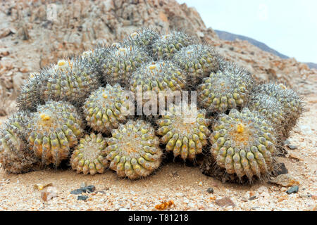 Primo piano di ciuffi di Copiapoa dealbata cactus nel deserto di Atacama, Cile . Foto Stock