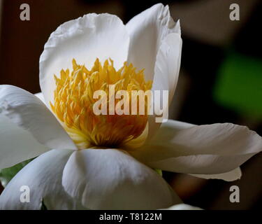 Peonia bloom, (Paeonia). Il fiore ha petali bianco puro con close-up del suo giallo-oro e pistilli sepali al centro Foto Stock