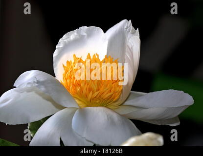 Peonia bloom, (Paeonia). Il fiore ha petali bianco puro con close-up del suo giallo-oro e pistilli sepali al centro Foto Stock