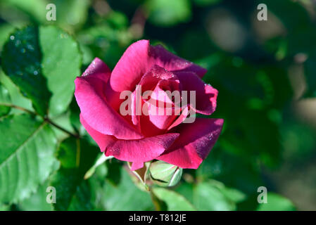 Rose fiore con dewdrops Foto Stock