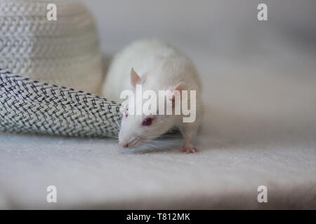 Mouse bianco e cappello. Luce nel ratto un copricapo da sun. Protezione dai raggi UV Foto Stock