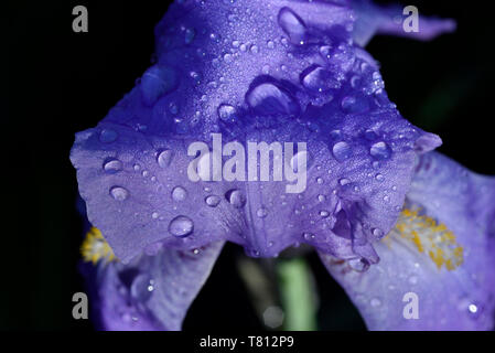 Iris Viola fiore con dewdrops Foto Stock