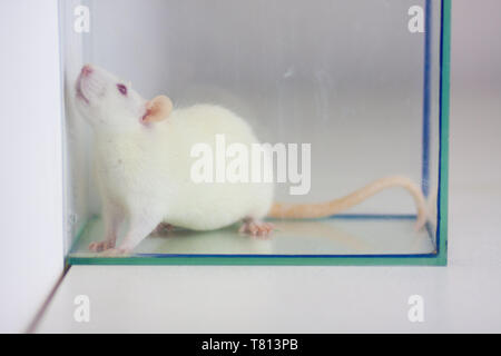 White rat in acquario. Mouse dietro il vetro. Animali Domestici Gli animali decorativi. Foto Stock