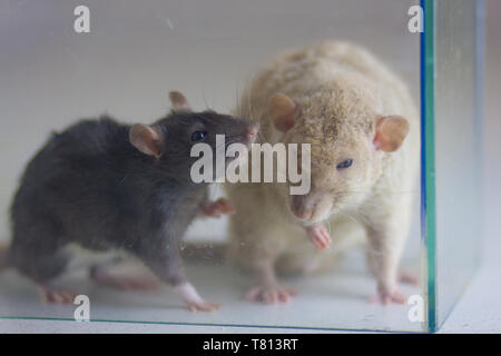 Il concetto di dialogo. I topi di comunicare gli uni con gli altri. Il ratto odora un altro ratto. Foto Stock
