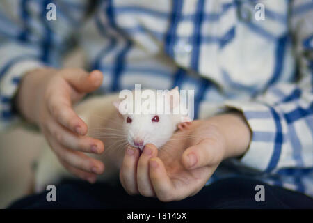 Un ratto bianco siede nelle braccia di un bambino. Un bambino gioca con il mouse. Foto Stock