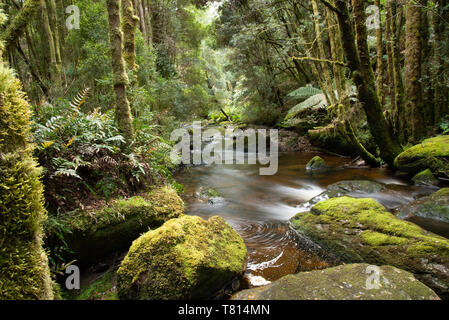Il flusso e la foresta pluviale in Tasmania Foto Stock