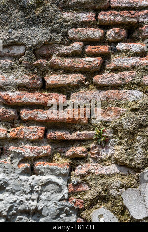 Vecchio weathered muro di pietra con licheni e felci che crescono su di esso, come uno sfondo a trama Foto Stock