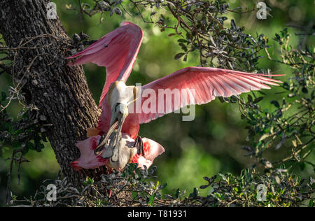 Roseate Spoonbill in Florida Foto Stock